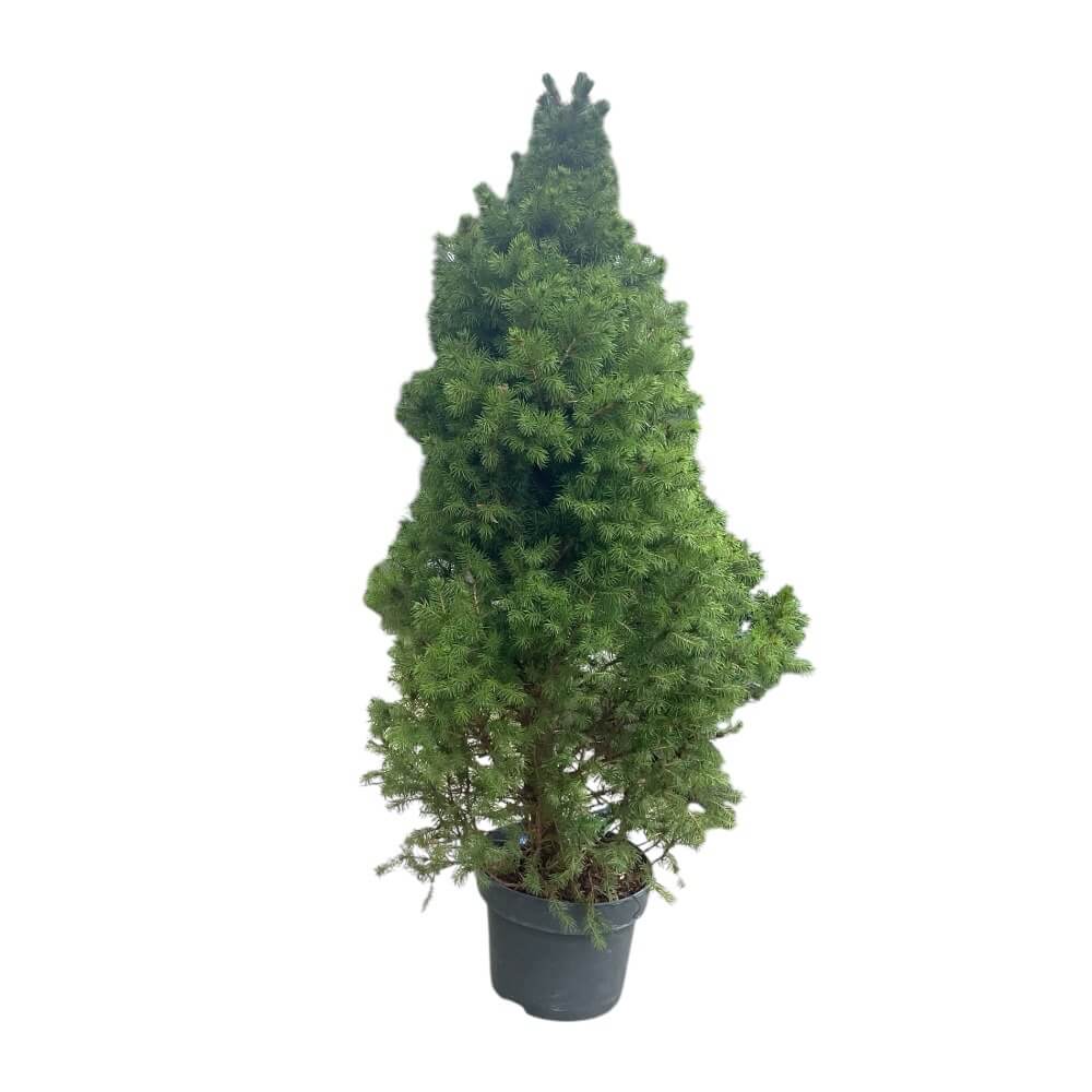 Dværggran, Picea gl. 'Conica', 5L potte - H80-100cm