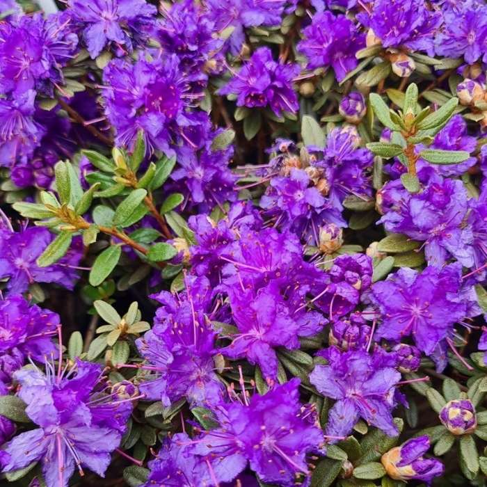 Dværgrhododendron Azurika 20-25