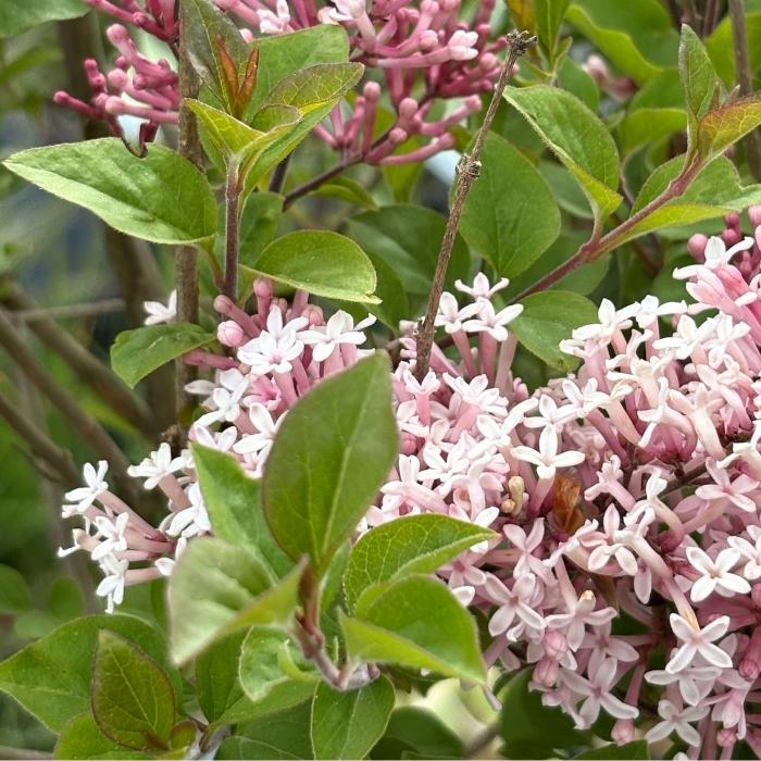 Dværgsyren, Syringa ´Pink Perfume´