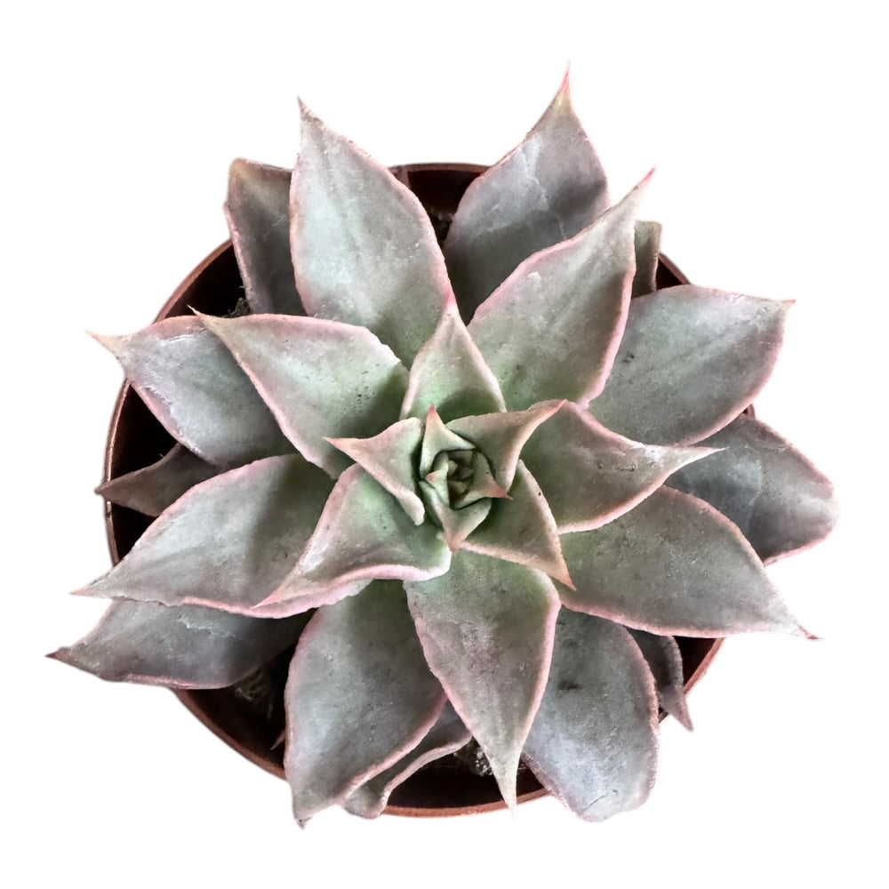 Echeveria Madiba - 12 cm potte