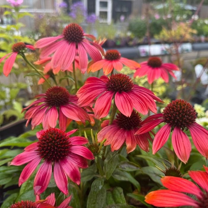 Purpursolhat, Echinacea 'Orange Sunset' - 13 cm potte