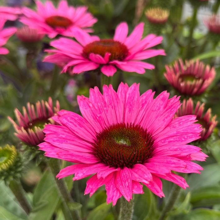 Purpursolhat, Echinacea p. 'Sunmagic Vintage Brilliant Rose' - 1.5l potte