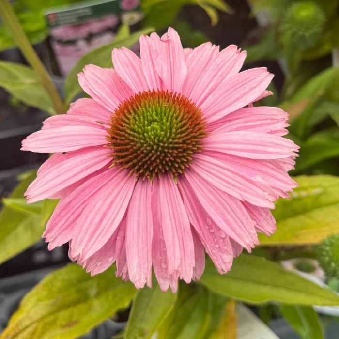 ECHINACEA SunSeekers 'Blush''® 1 L