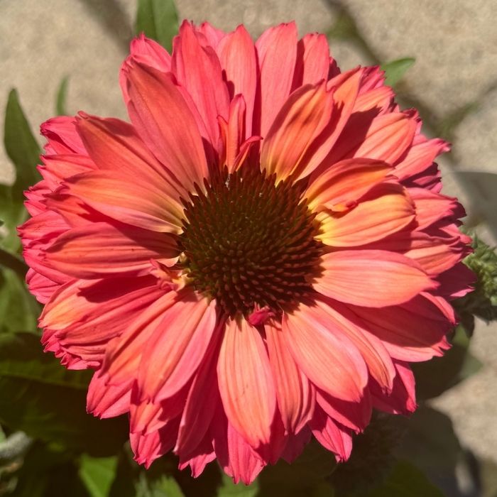 Purpursolhat, Echinacea 'SunSeekers Pink Grapefruit' - 3l potte