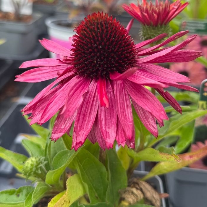 Purpursolhat, ECHINACEA SunSeekers 'Sweet Fuchsia' - 1 L