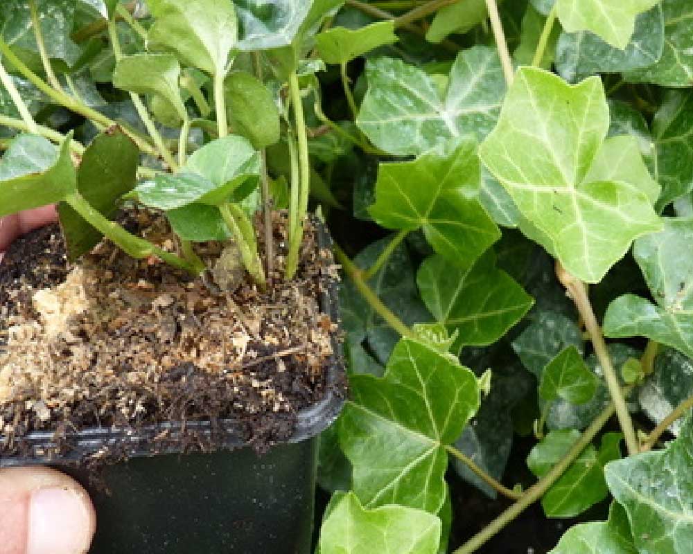 Efeu, Hedera Helix Hibernica, velegnet til haven.