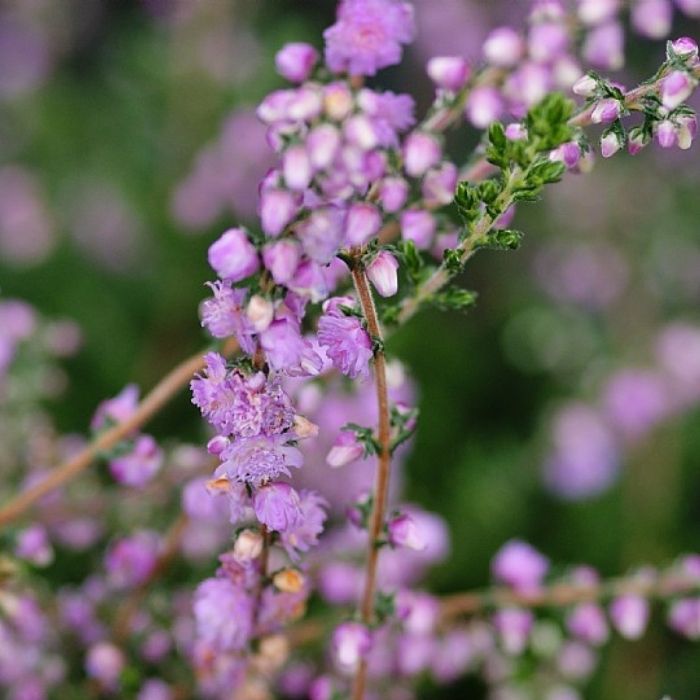 Efterårslyng, callune vulgaris 'Annemarie'