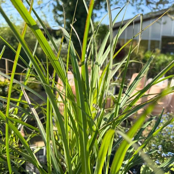 Elefantgræs, Miscanthus sin. 'Ferner Osten' - 3L potte