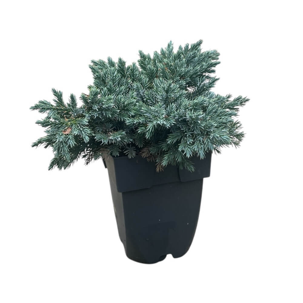 Ene-Dværgene Blå, Juniperus squamata 'Blue Star' - 2L potte