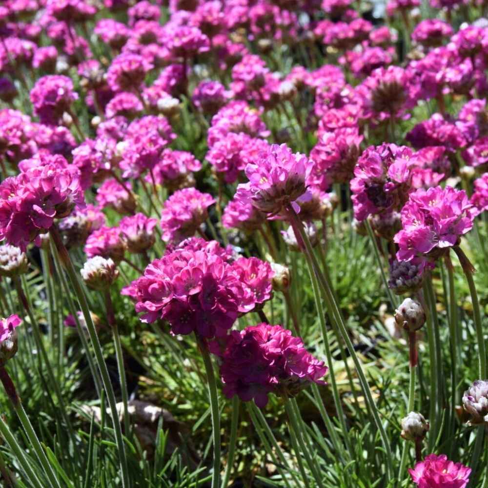 Engelsk Græs, ARMERIA mar. Abbey Deep Rose - 10 cm Potte