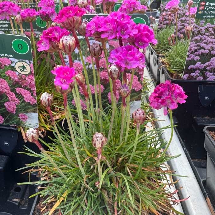 Engelsk græs, ARMERIA mar. Abbey Deep Rose 10 cm Potte
