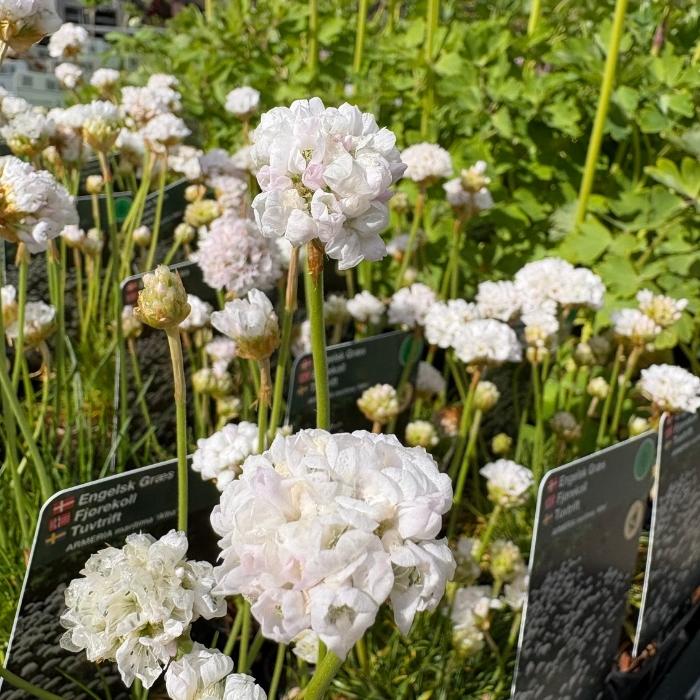 Engelsk græs, ARMERIA mar. Alba - 10 cm Potte