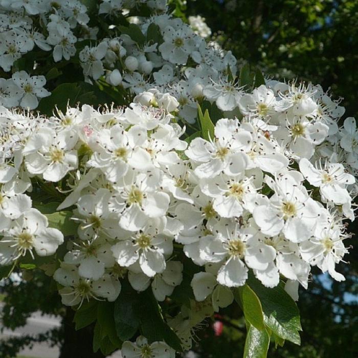 Engriflet Hvidtjørn, Crataegus monogyna i 7,5L potte - h175-200 cm