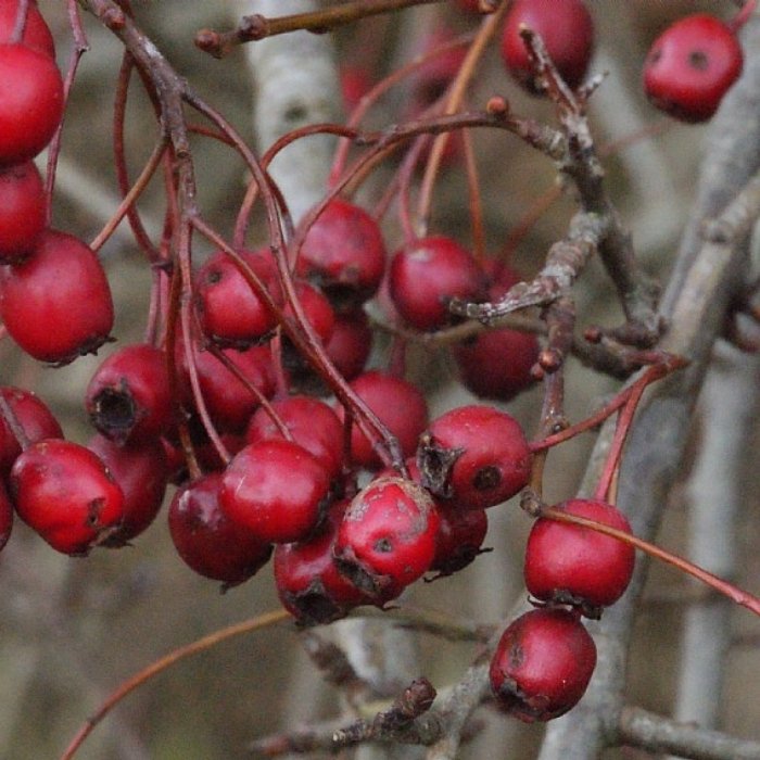 Engriflet Hvidtjørn, Crataegus monogyna i 7,5L potte - h175-200 cm