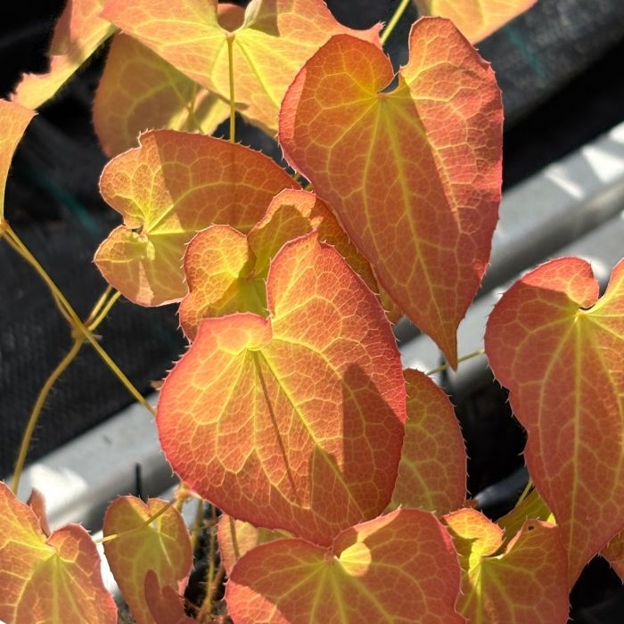 Bispehue, EPIMEDIUM warleyense Orange Queen