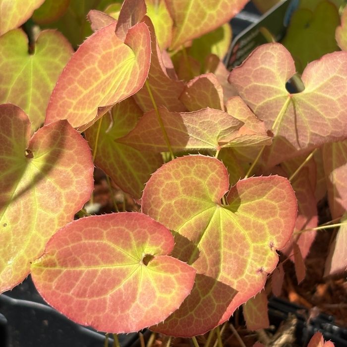 Bispehue, EPIMEDIUM warleyense Orange Queen