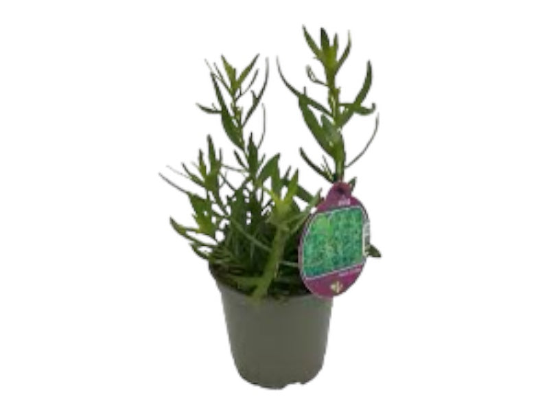 estragon, Artemisia dracunculus plante