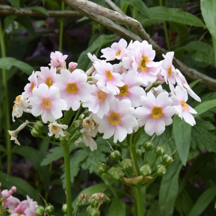 Etageprimula, SAXIFRAGA arendsii 'Appleblossom' - 10 cm Potte