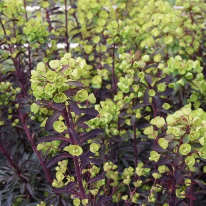 Vortemælk, EUPHORBIA amygdaloides 'Miners Merlot'