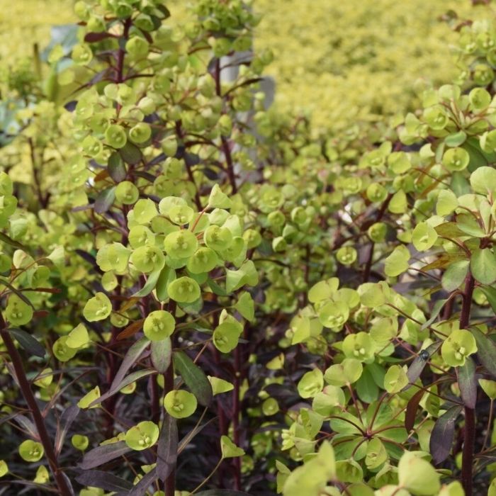 Vortemælk, EUPHORBIA amygdaloides 'Miners Merlot'