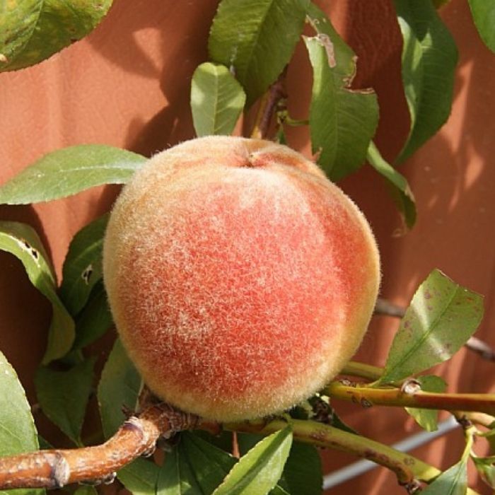 Ferskentræ, Prunus Persica Frost