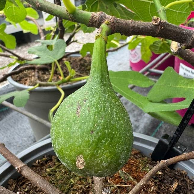 Figen, Ficus Carica Røsnæs