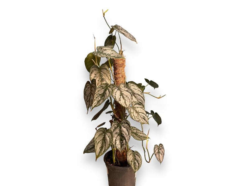 Philodendron Brandtianum i potte, størrelse P16.