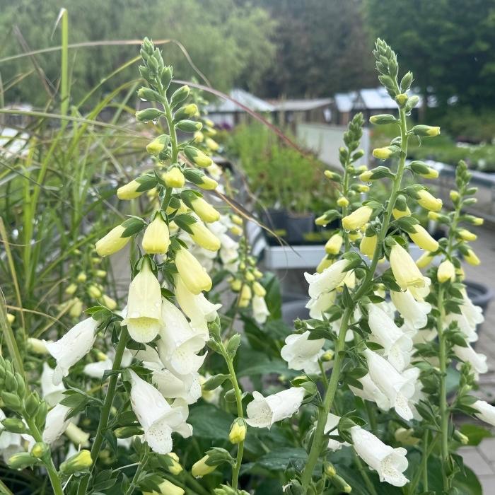 Fingerbøl, Digitalis purp. 'Hanabee White'