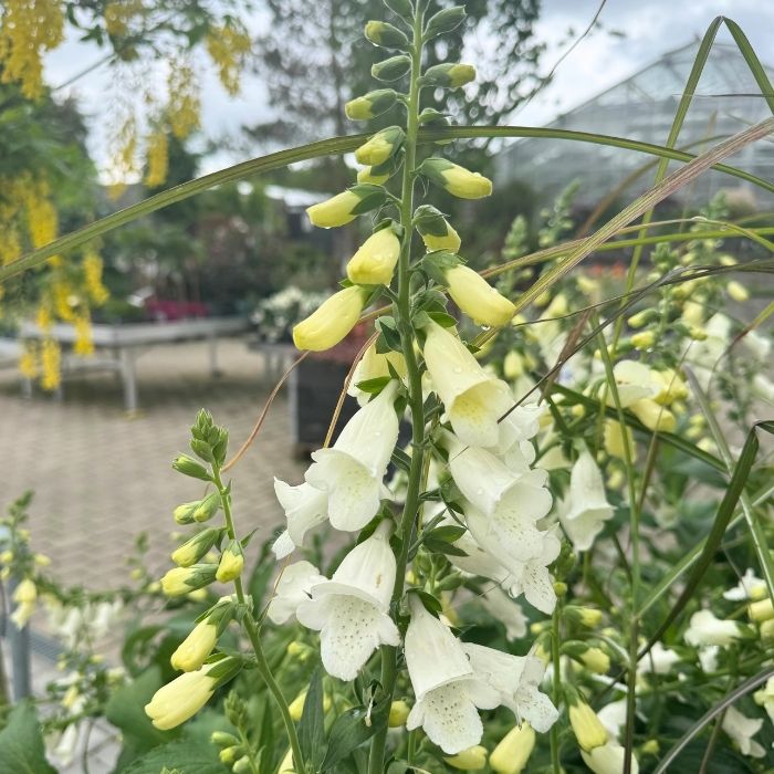 Fingerbøl, Digitalis purp. 'Hanabee White'