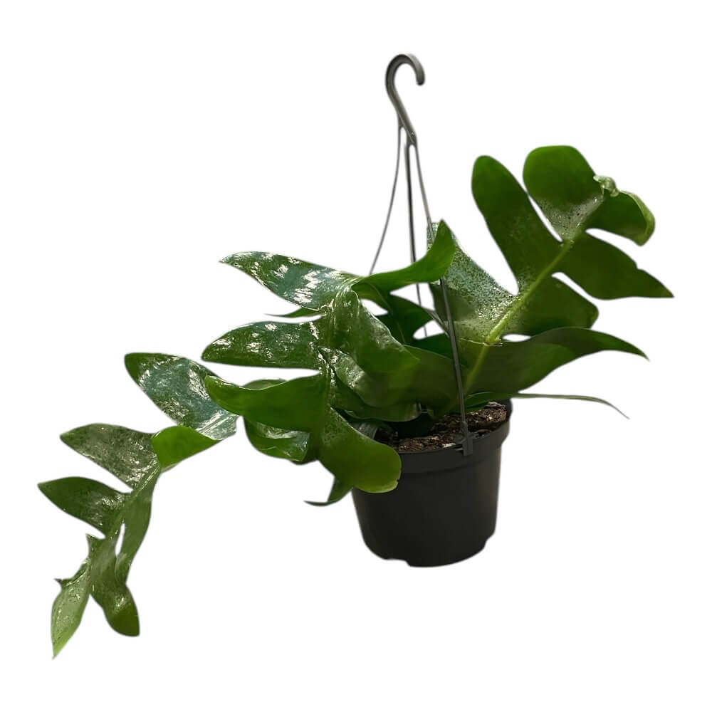 Fiskebenskaktus, EPIPHYLLUM ANGULIGER i 12 cm potte