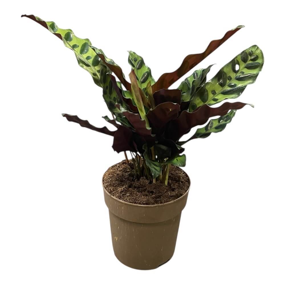 Fiskebensplante, CALATHEA RUFIBARBA i 12 cm potte