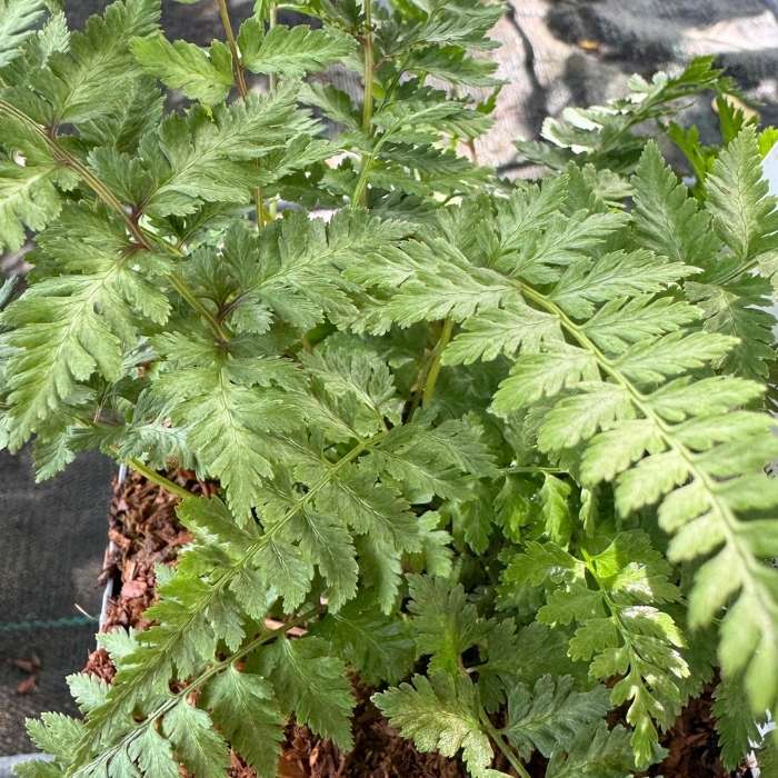 Fjerbregne, ATHYRIUM nipo. 'Pictum'(Metallicum)