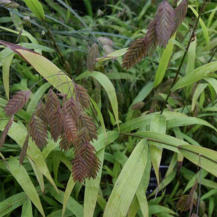 Fladaks, CHASMANTHIUM latifolium - 1 L Potte