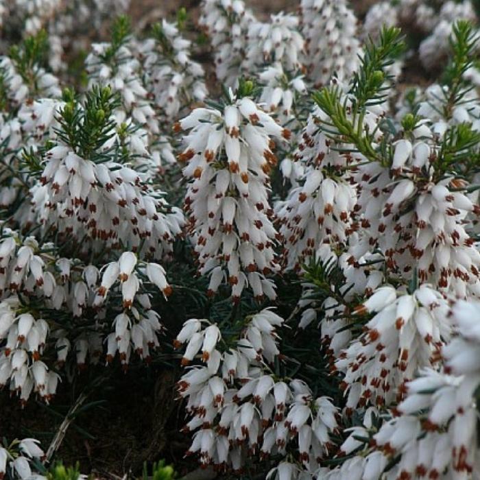Forårslyng, Erica carnea 'Isabell' - 1l potte