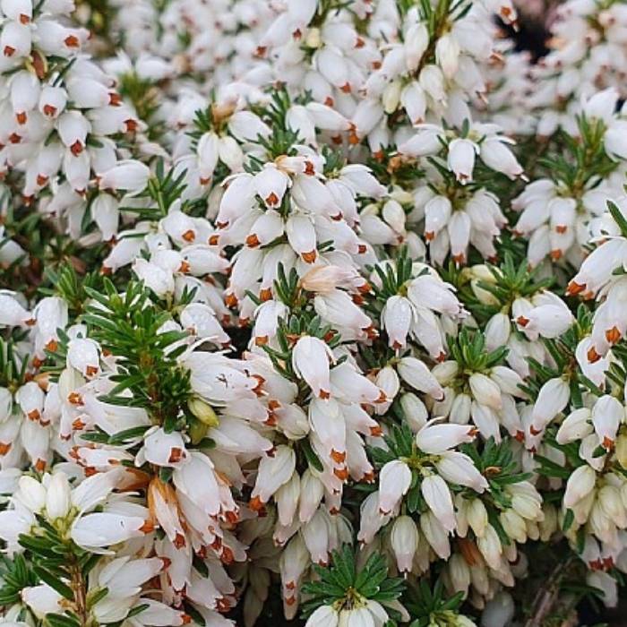 Forårslyng, Erica carnea 'Steffi' - 1l potte