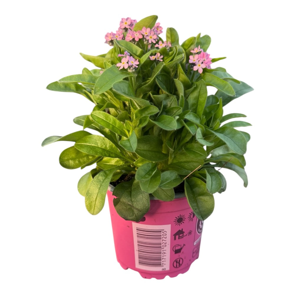 Forglemmigej, Myosotis Mon Amie, Pink - 10,5 cm potte
