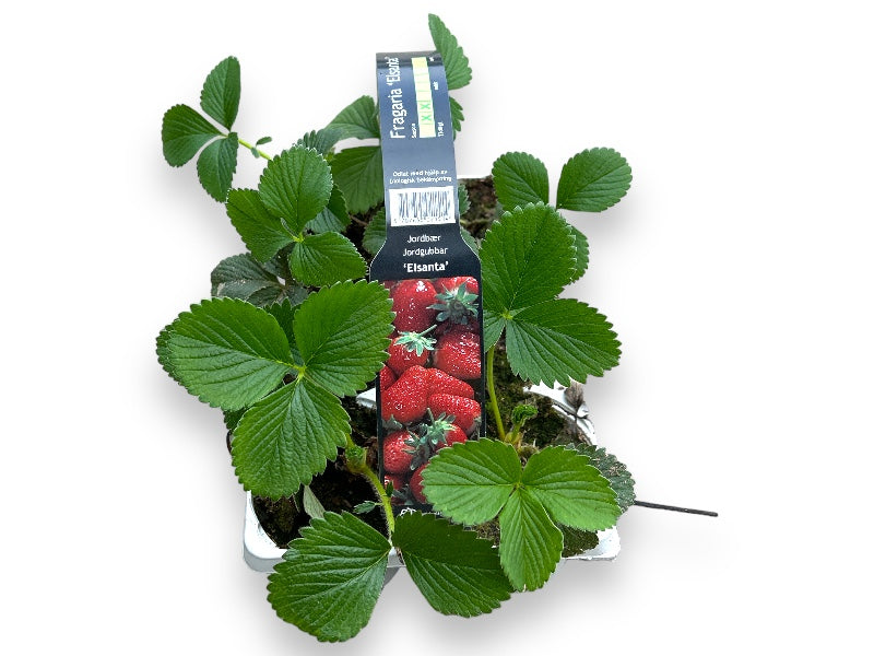Bakke med 6 stk. jordbærplante, model Fragaria 'Elsanta'.