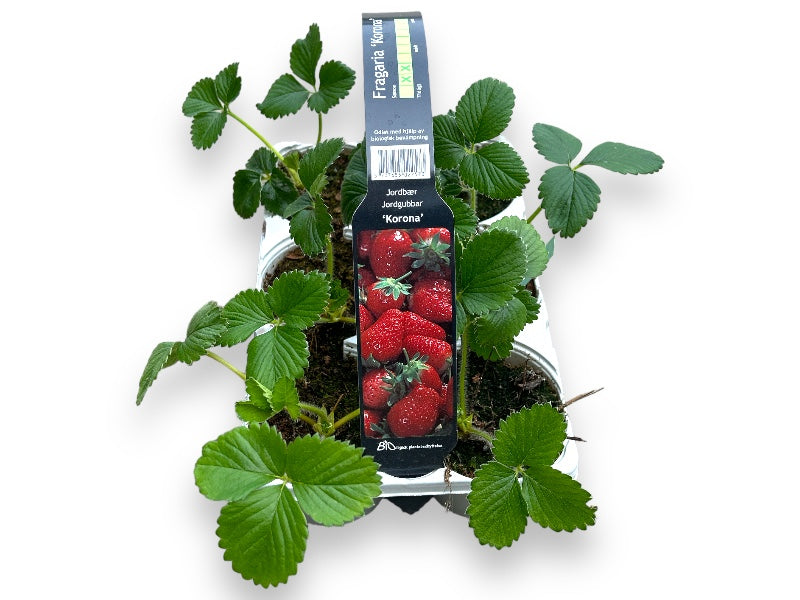 Bakke med 6 stk. jordbærplante, Fragaria 'Korona'