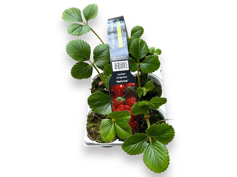 Bakke med 6 stk. jordbærplanter, model Fragaria 'Malwina'.