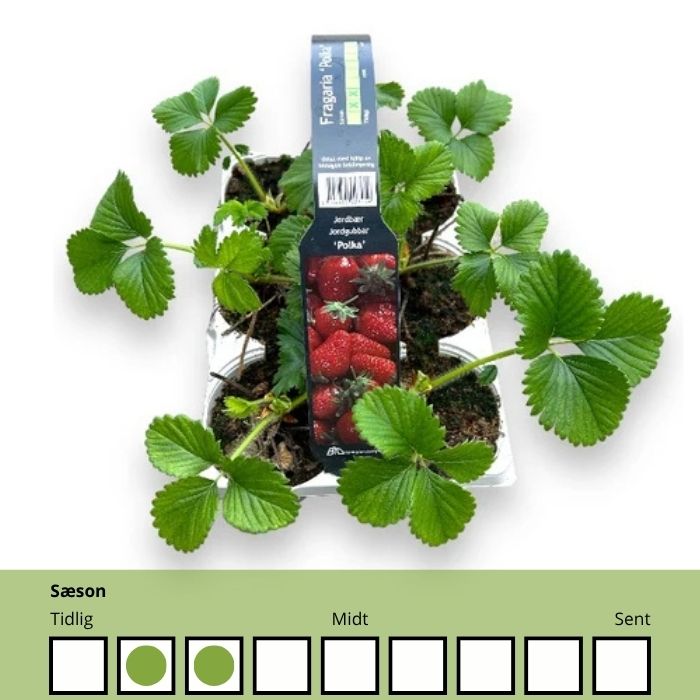 Fragaria 'Polka' – Sød og saftig jordbærsort med mørkerøde bær og god aroma