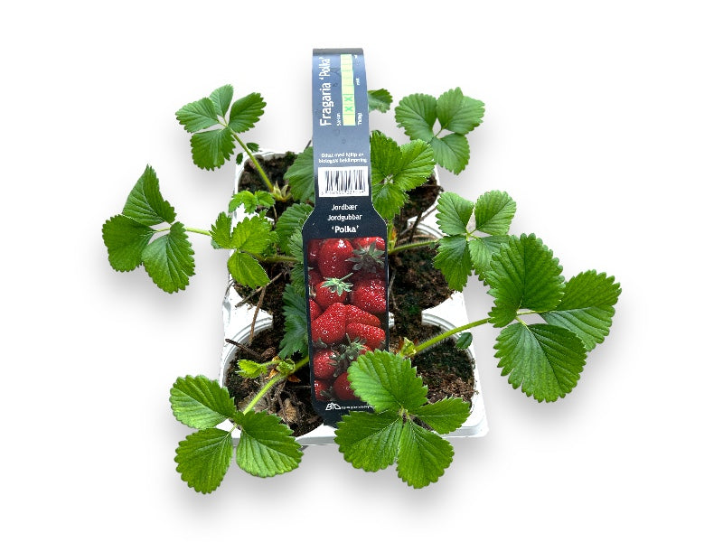 Jordbærplante, Fragaria ´Polka´ - Bakke med 6 planter.
