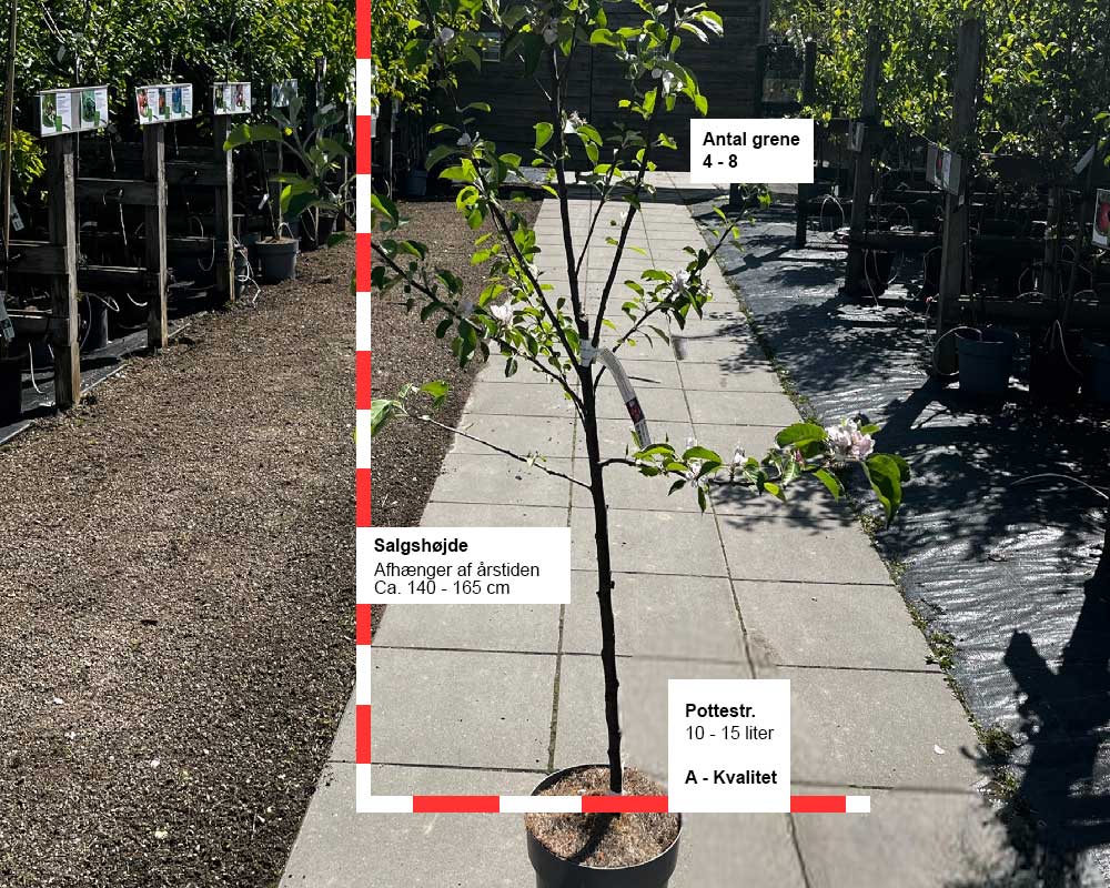 Æbletræ, MALUS DOMESTICA 'RØD ANANAS' - frugttræ med lækre æbler.