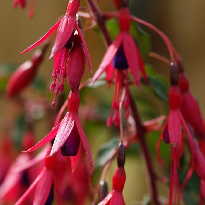 Havefuchsia, Fuchsia Mag. ´Riccartonii´