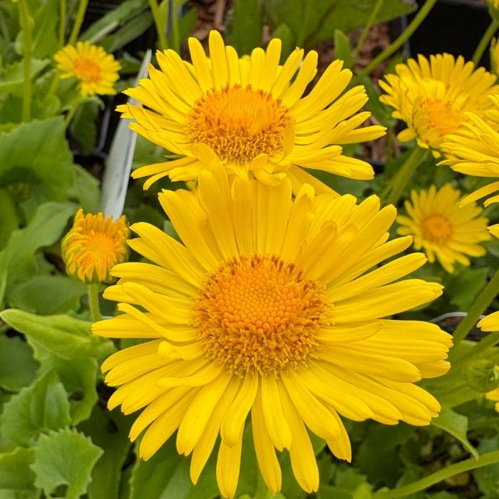 Gemserod, DORONICUM orientale ´Little Leo´