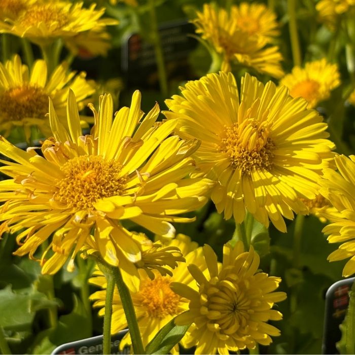 Gemserod, DORONICUM orientale ´Little Leo´