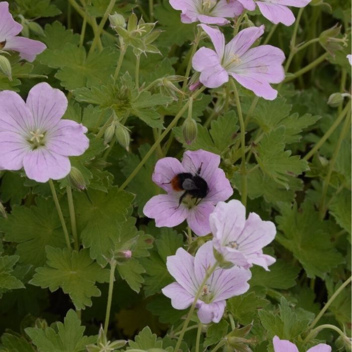 Storkenæb, Geranium Hybrid 'Dreamland'