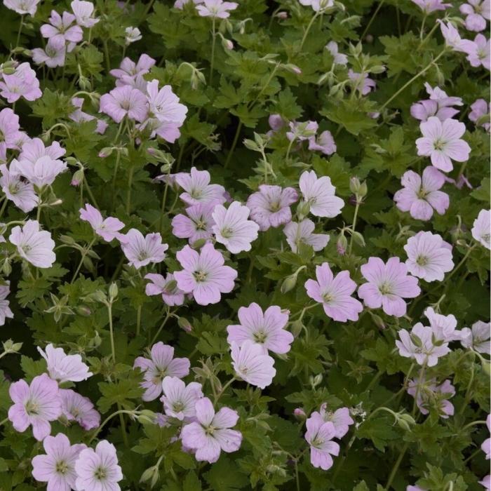 Storkenæb, Geranium Hybrid 'Dreamland'