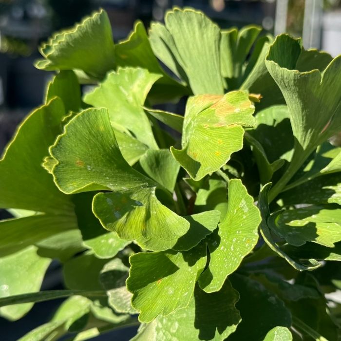 Tempeltræ, Ginkgo biloba 'Mariken'