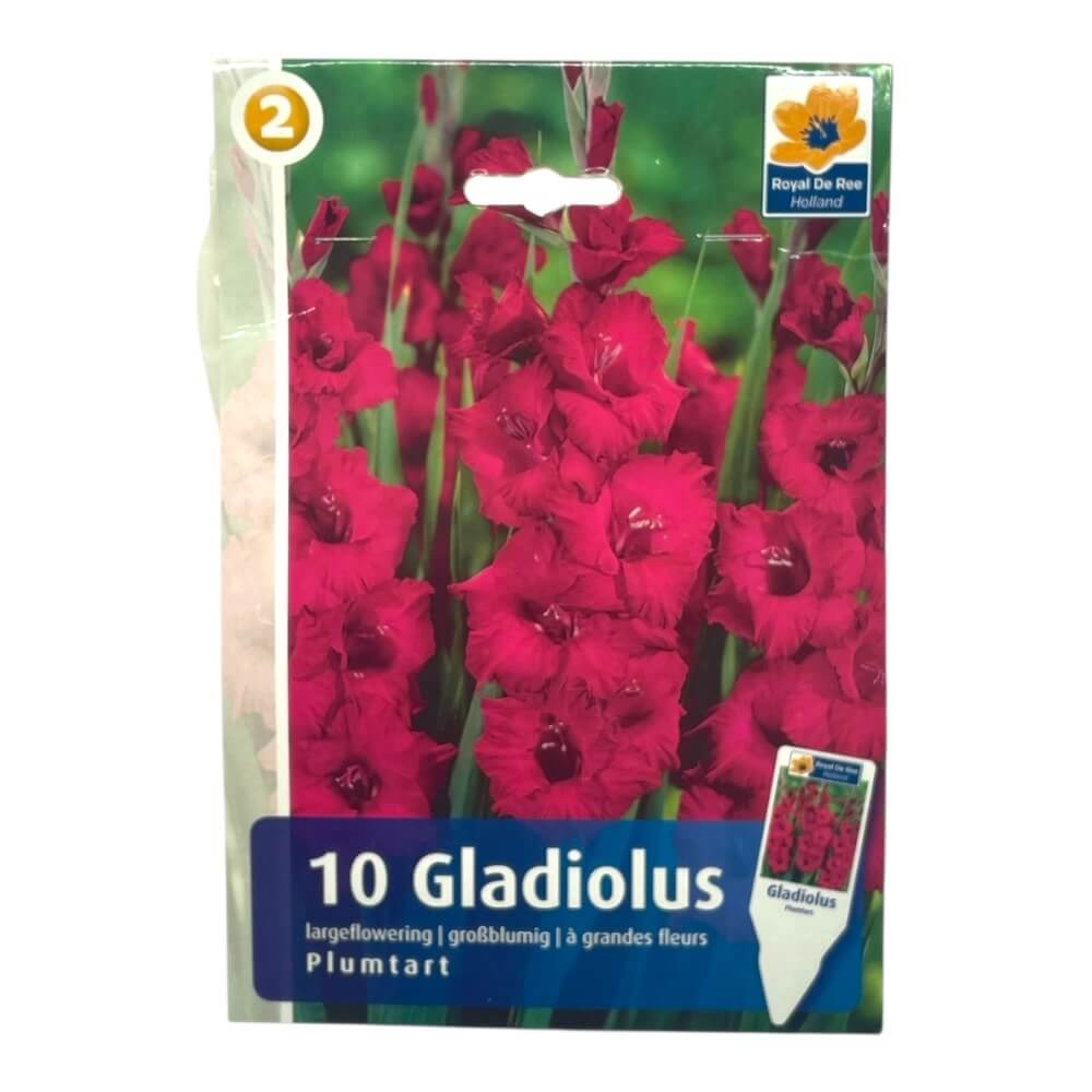 Gladiolus 'Plum Tart' – Pose med 10 stk. blomsterløg
