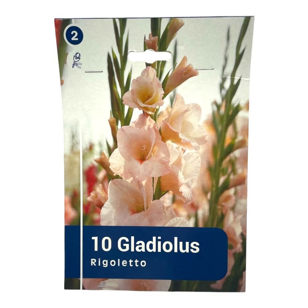 Gladiolus 'Rigoletto' - 10 stk. blomsterløg